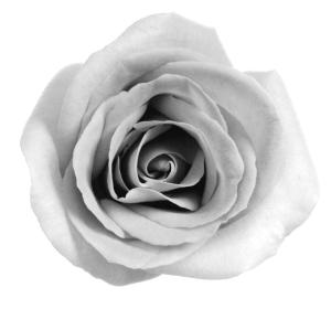 64359_549901741721207_1638736296_n